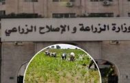 حملات لرصد أى حالات مرضية للخضر بسب سوء الطقس