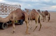 الإمارات تهدى مصر شحنة جمال من أفضل سلالات هجن السباقات على مستوى العالم