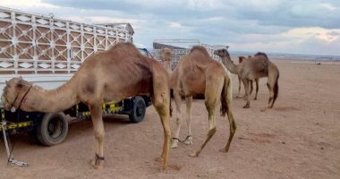 الإمارات تهدى مصر شحنة جمال من أفضل سلالات هجن السباقات على مستوى العالم