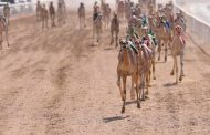 بحضور السيسي وبن زايد.. انطلاق عروض الهجن بمهرجان شرم الشيخ