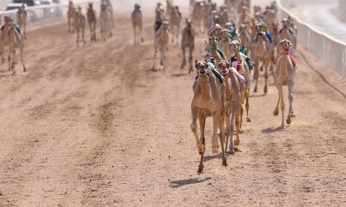 بحضور السيسي وبن زايد.. انطلاق عروض الهجن بمهرجان شرم الشيخ