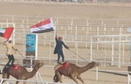 انطلاق ثانى أيام سباق الهجن بشرم الشيخ