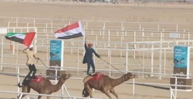 انطلاق ثانى أيام سباق الهجن بشرم الشيخ