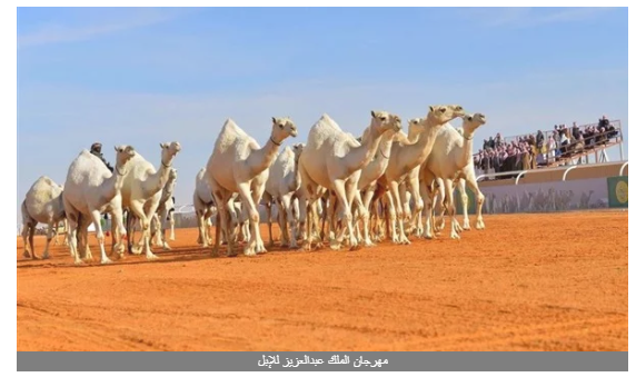 بمساحة 225 كيلو مترا بـ4 مليارات ريال | مهرجان الملك عبدالعزيز للإبل الأضخم عالميًا