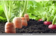 بعد المطالبة بمناقشتها بالبرلمان.. الفلاحين توضح أهم مزايا وعيوب الزراعة العضوية
