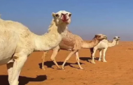شاهد كيف أثر الطقس في السعودية على الإبل