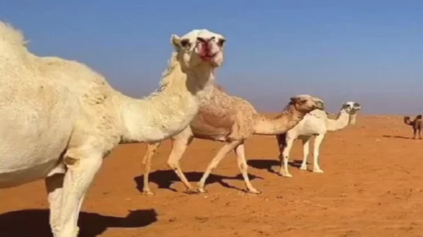 شاهد كيف أثر الطقس في السعودية على الإبل