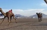انطلاق فعاليات مهرجان سباق الهجن بشرم الشيخ