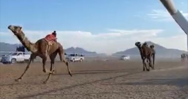 انطلاق فعاليات مهرجان سباق الهجن بشرم الشيخ