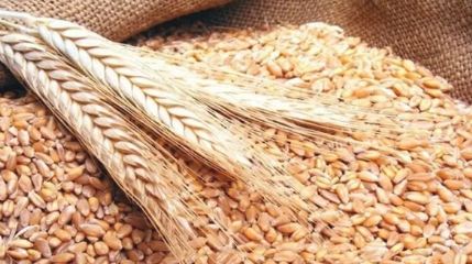 بيان عاجل للحكومة بعد فساد 20% من محصول القمح