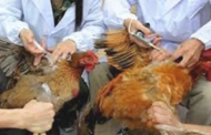 بعد اكتشافها في السعودية.. 