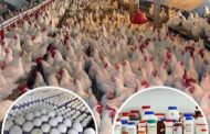 انطلاق مؤتمر صناعة الدواجن بين الطموحات والتحديات.. 22 مارس