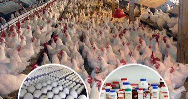 انطلاق مؤتمر صناعة الدواجن بين الطموحات والتحديات.. 22 مارس