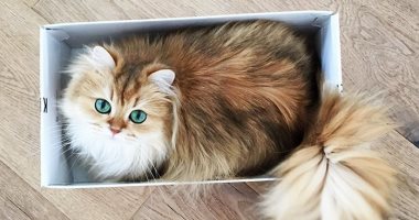 إصابة أول قطة بفيروس كورونا فى بلجيكا