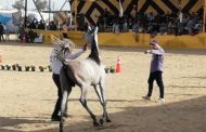 محافظ البحيرة يفتتح المهرجان الدولى للخيول العربية الأصيلة