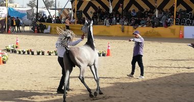 محافظ البحيرة يفتتح المهرجان الدولى للخيول العربية الأصيلة