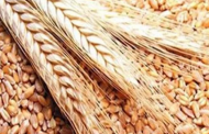 بدون زيادة عن العام الماضي.. الزراعة تعلن أسعار التقاوي الصيفية