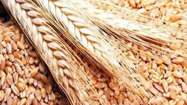 بدون زيادة عن العام الماضي.. الزراعة تعلن أسعار التقاوي الصيفية